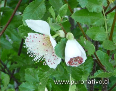 Guindo santo(Eucryphia glutinosa)